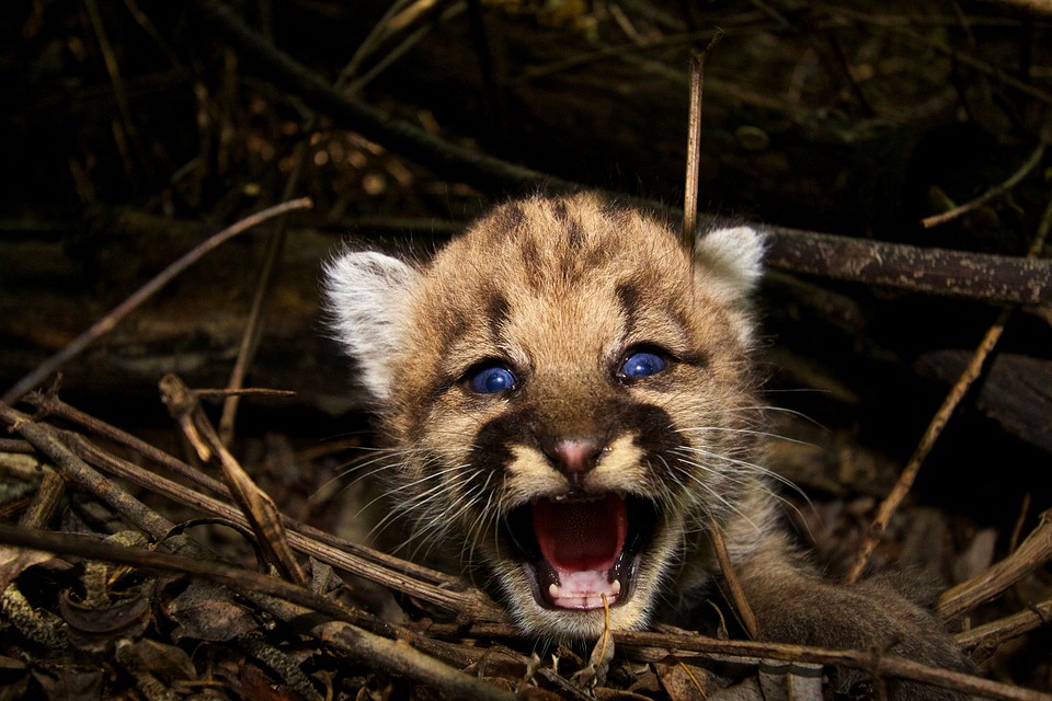 baby cougar, mountain lion, puma