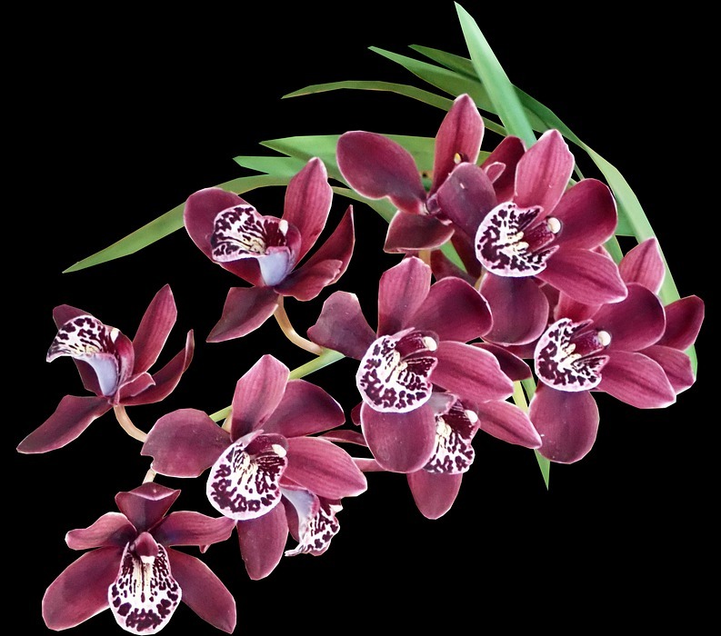 flowers, orchid, exotic