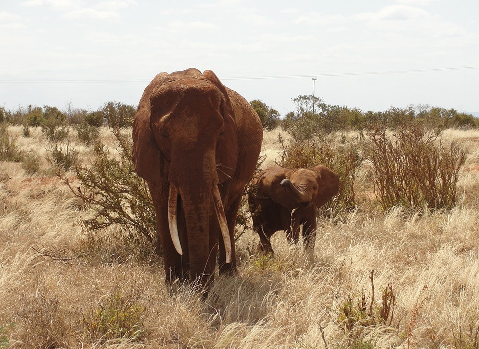 safari, kenya, elephant calf
