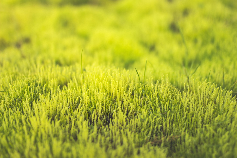 green, grass, field