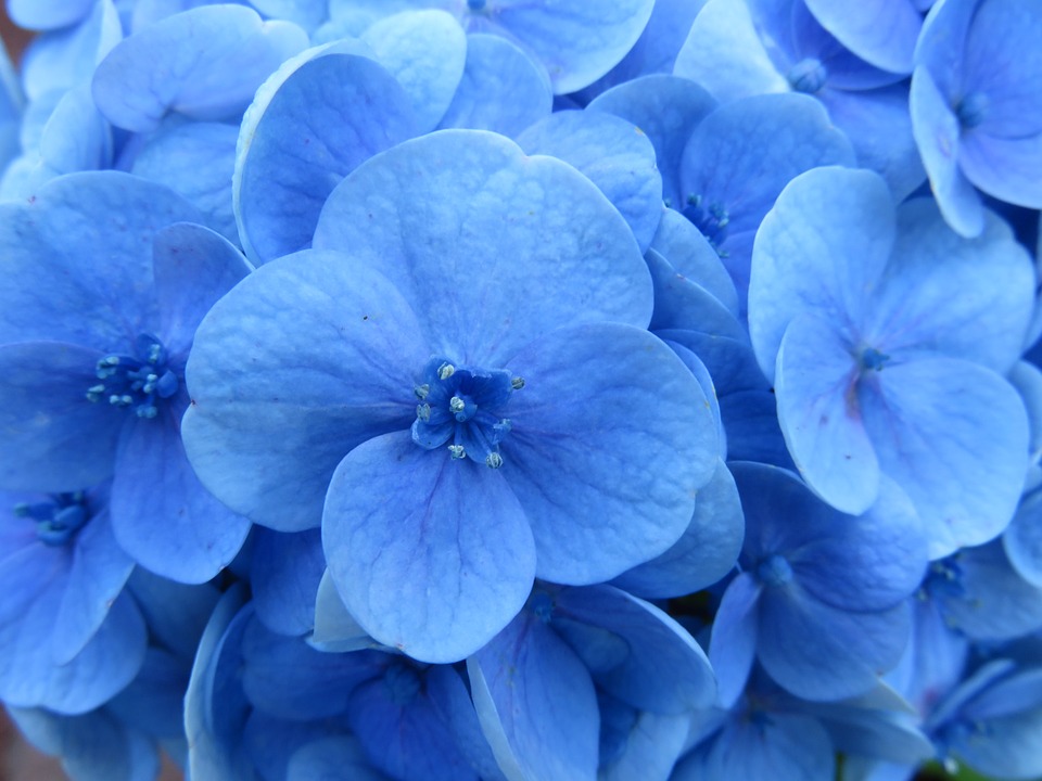 hydrangea, flower, blue