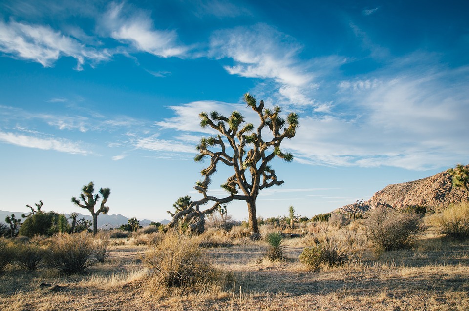 desert landscape, tree, desert