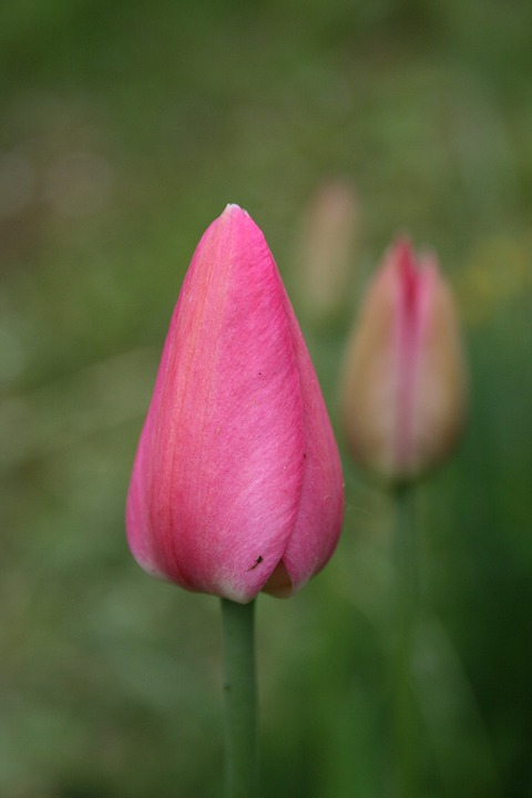 tulip, flower, pink