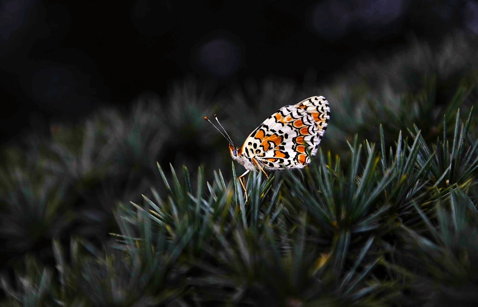 butterfly, pine, small