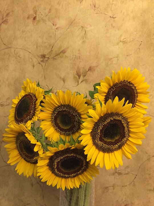 sunflower, flower, plant