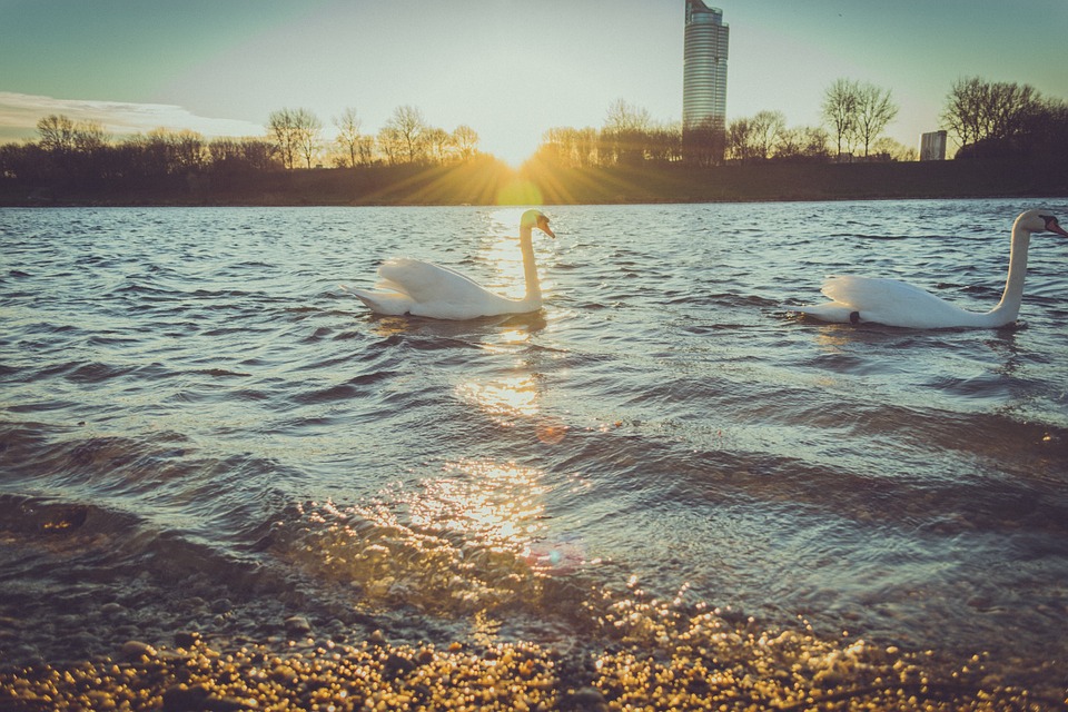 ducks, swans, lake