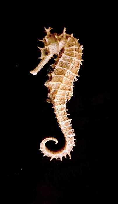 seahorse, animal, underwater