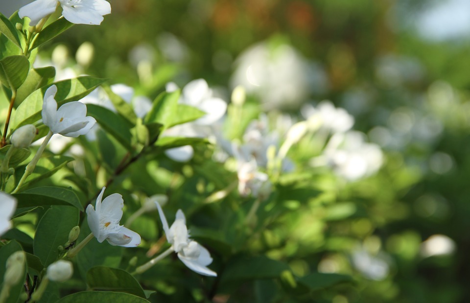 gardenia, flower, white