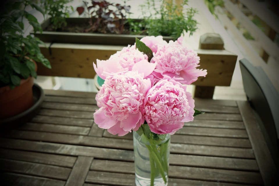 pink, flowers, vase