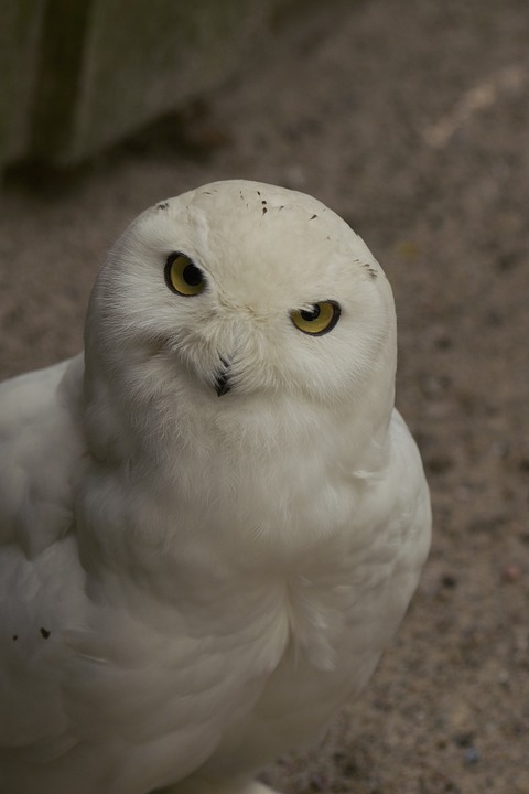 snowy owl, bubo scandiaca, bird