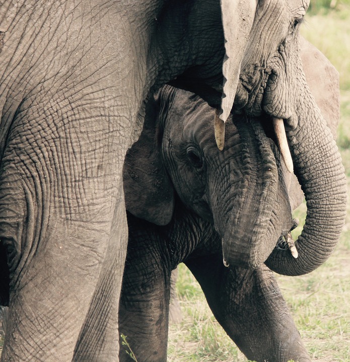 elephants, mother, animals