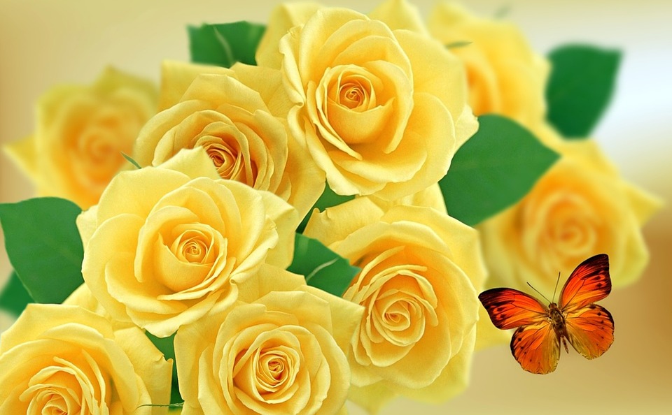 Wallpaper For Mobile Yellow Rose