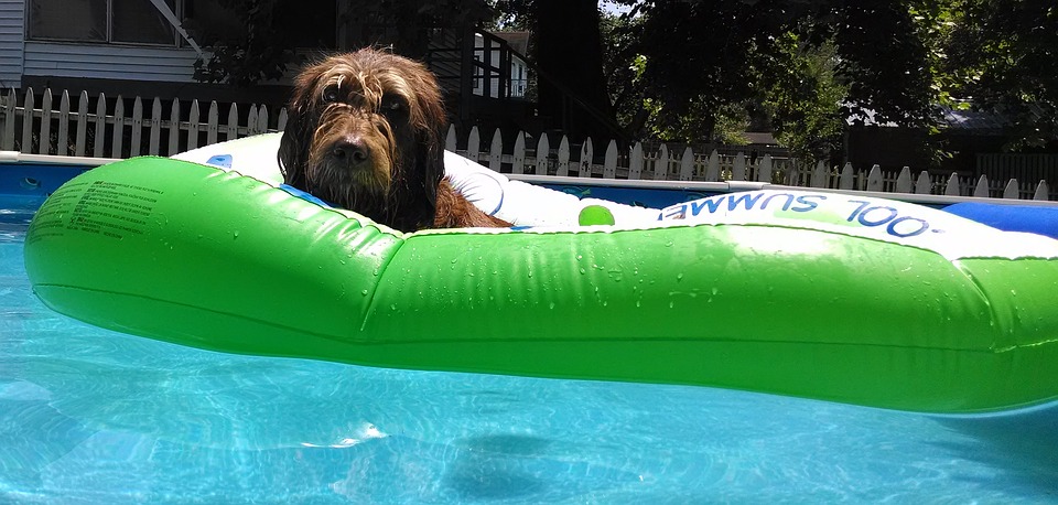 labradoodle, pool raft, relaxation