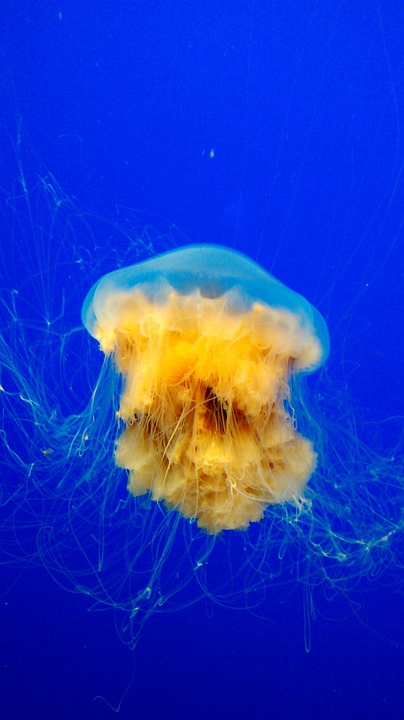jellyfish, ocean, underwater