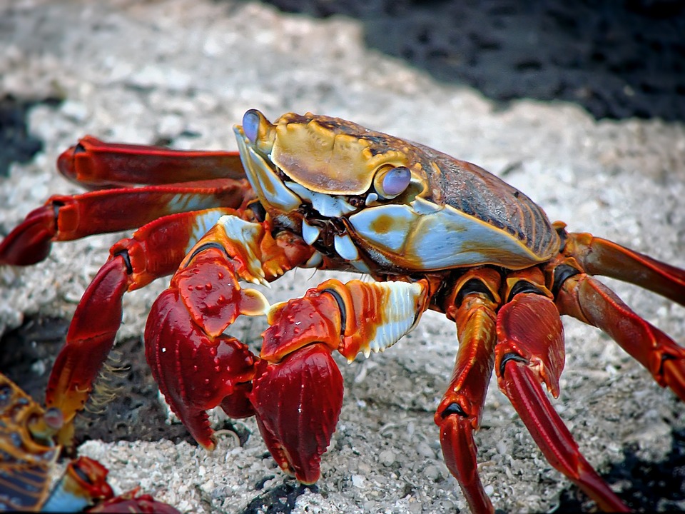 crab, animal, aquatic