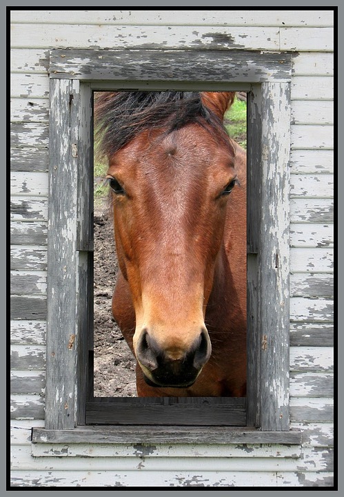 horse, horse barn, horse stable