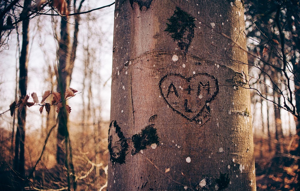 heart, love, tree