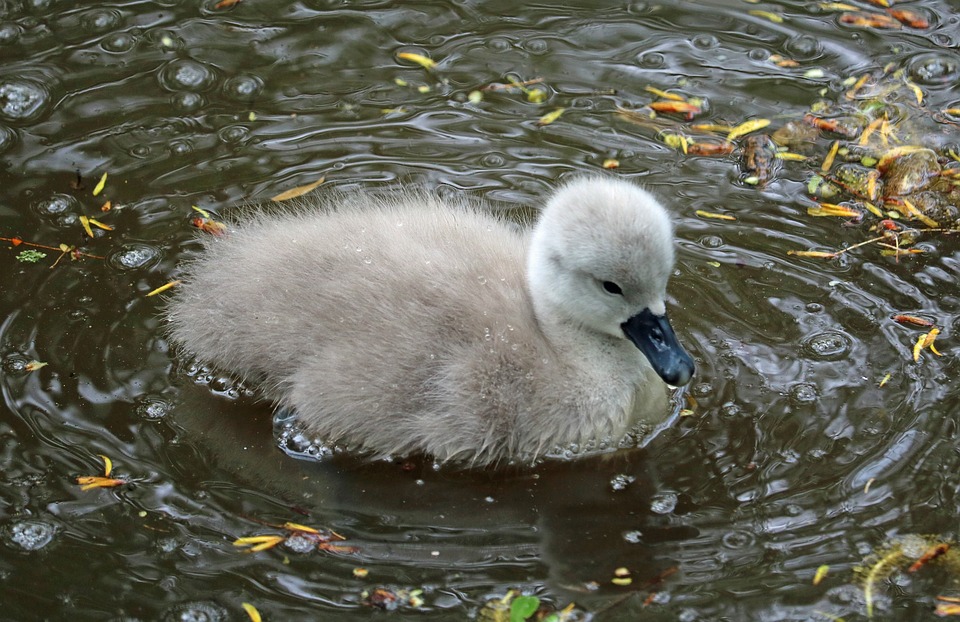 signet, baby swan, water
