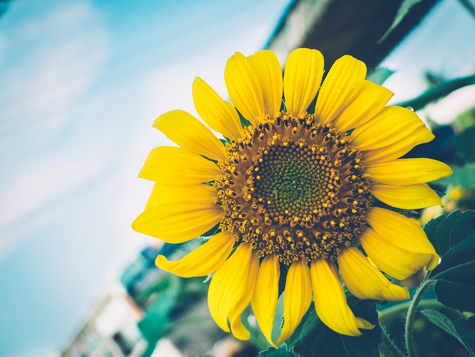 sunflower, flower, nature