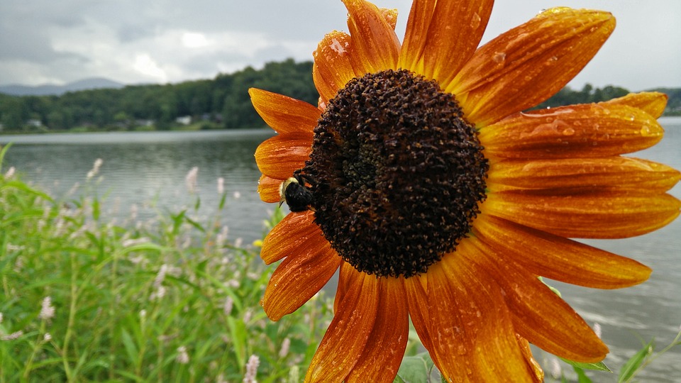 sunflower, rain, bee