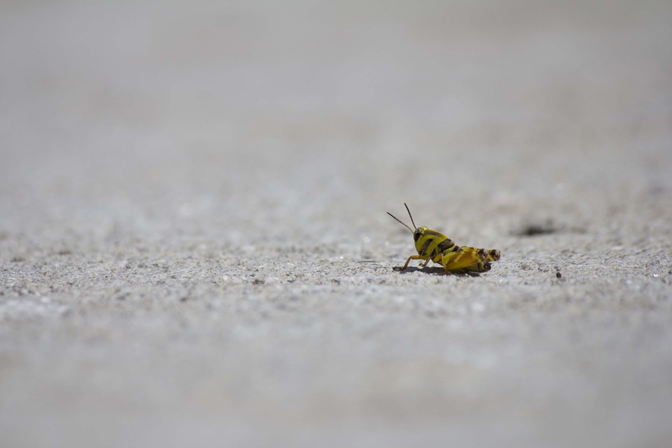 cricket, chapulin, insect