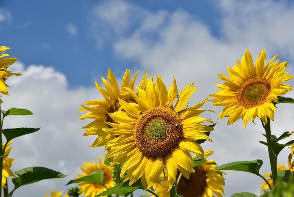 sunflower, sunflower field, nature