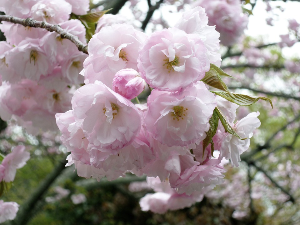 cherry blossom, plant, pink