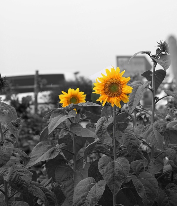sunflower, garden, flowers