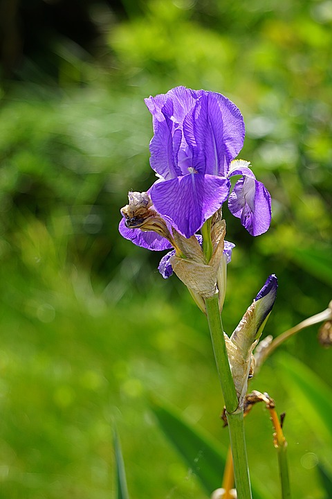 iris, flower, flora