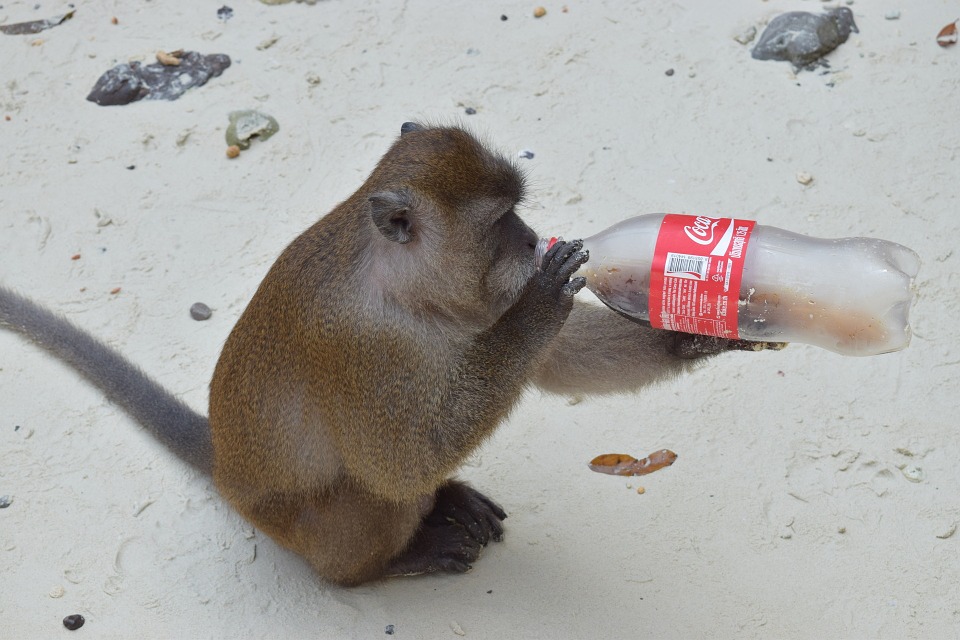 animal, monkey drink, bottle