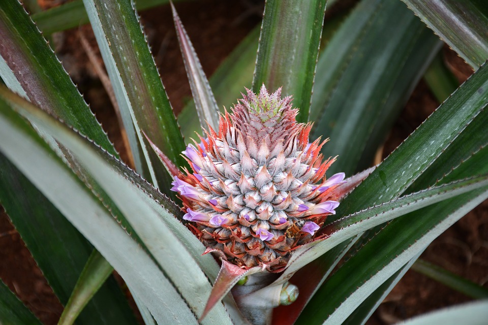 pineapple plant, plant, exotic