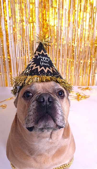 french bulldog, new year\'s day, domestic animal