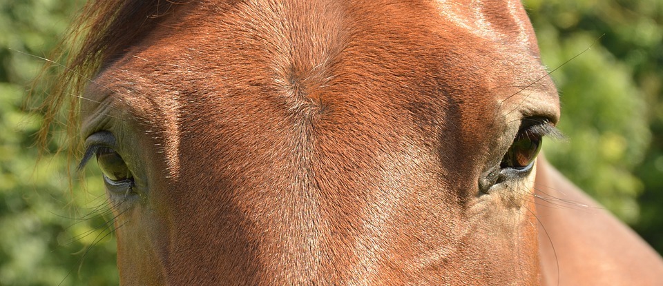 horse, eye, paardenoog
