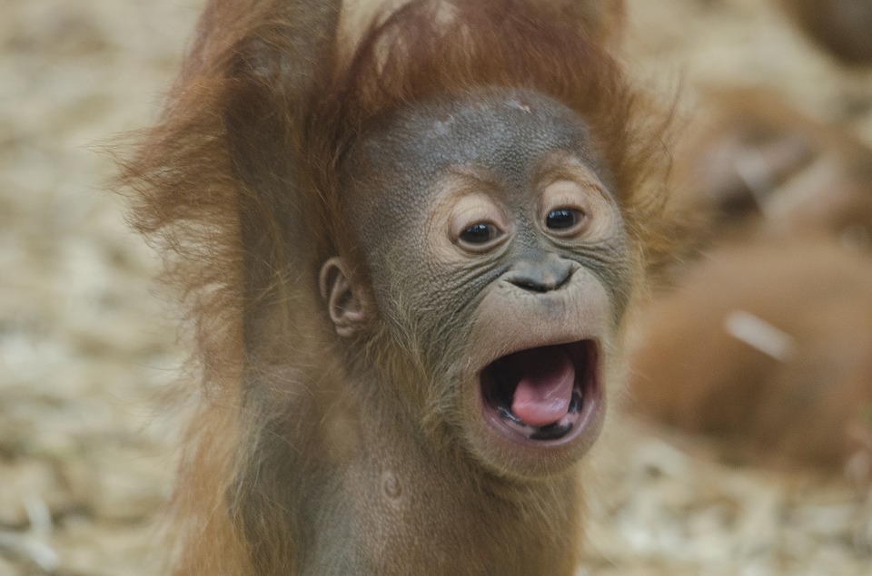 baby orangutan, ape, primate