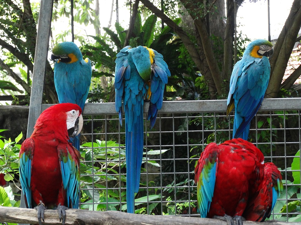 colorful, macaw, bird