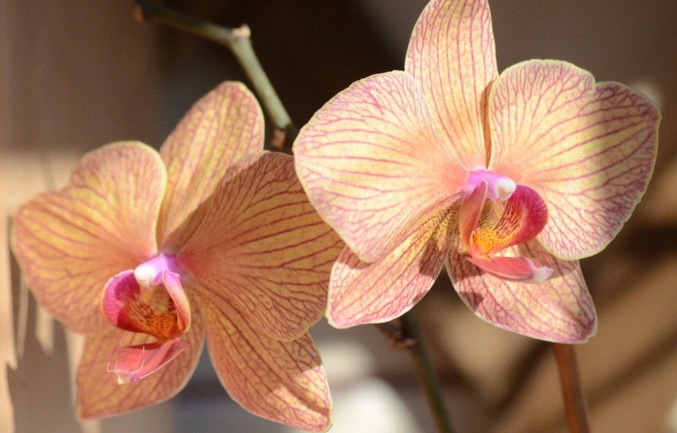 orchid, orange, exotic