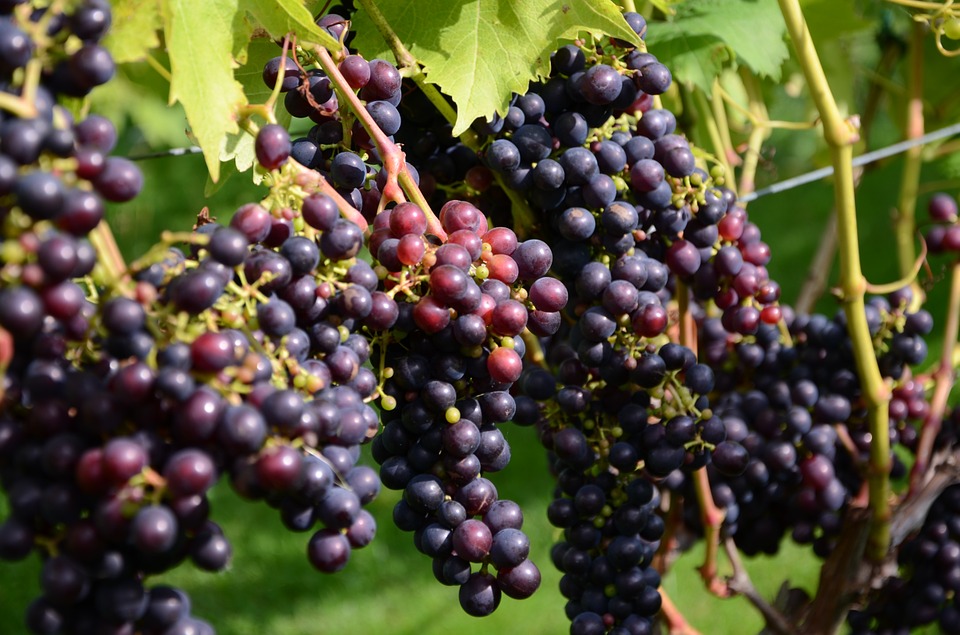grapes, wine, fruit