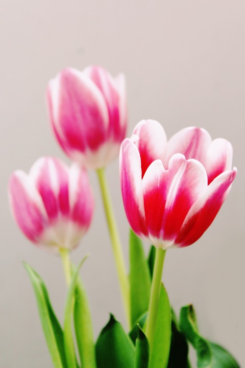 tulips, flowers, flora