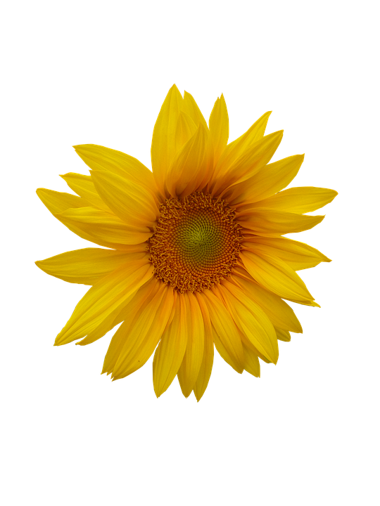 sunflower, flower, flower head