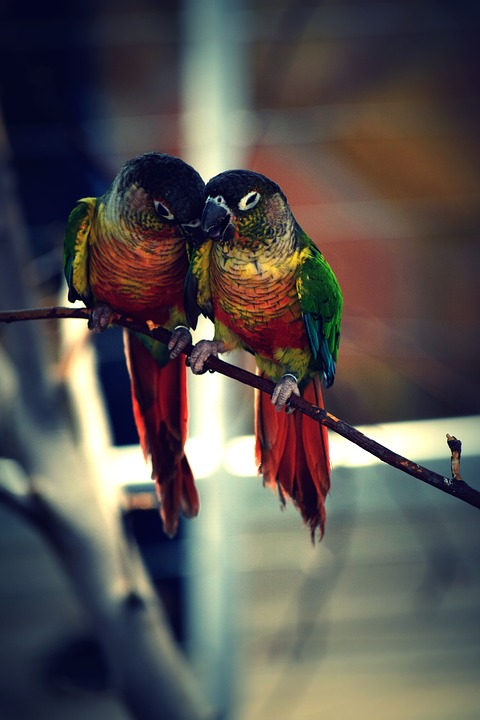 bird, color, parrot