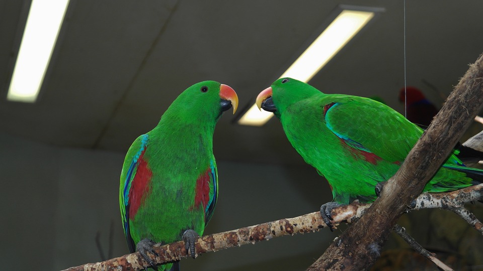 parrot, birds, green