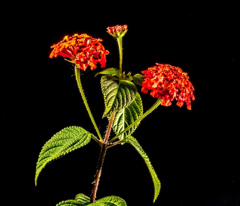 small wiildblume, wild plant, flower