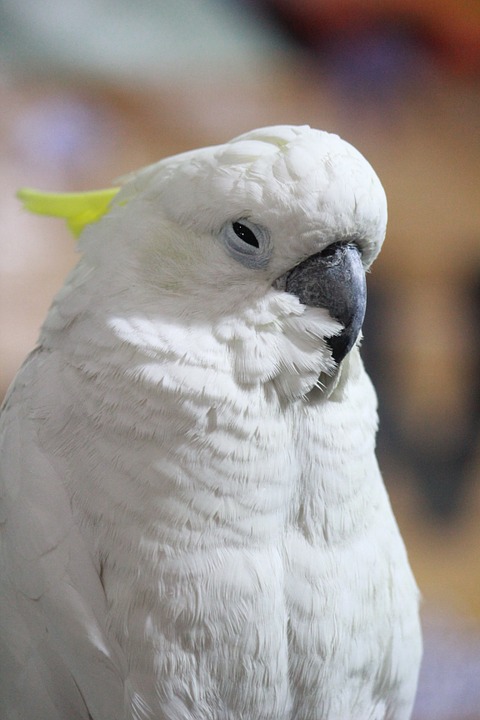 cockatoo, bird, beak
