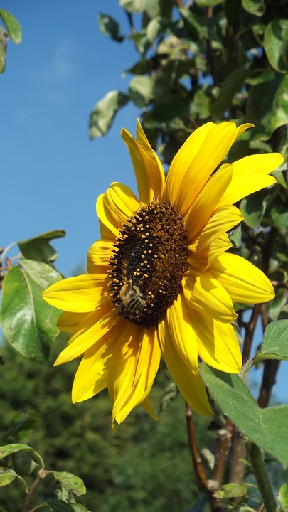 sunflower, bee, summer