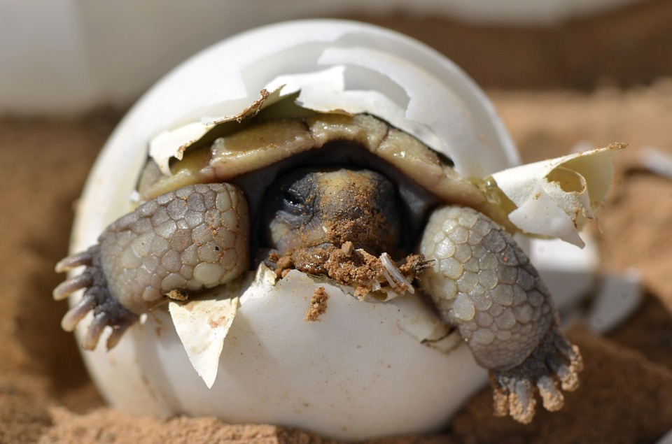 desert tortoise, hatching, baby