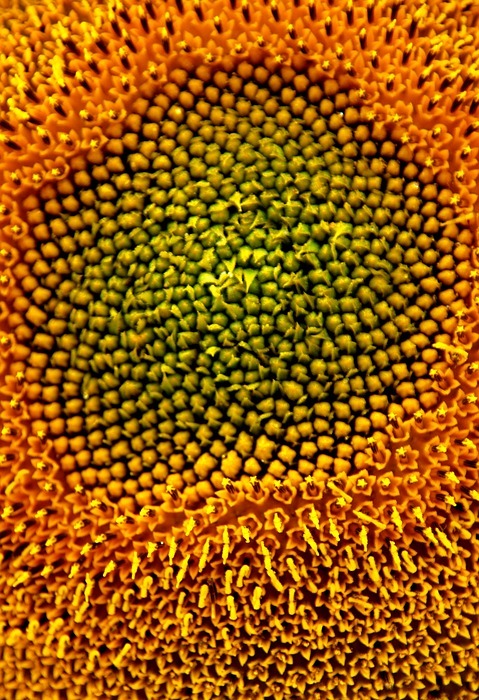 sunflower, sunflower seeds, fauna