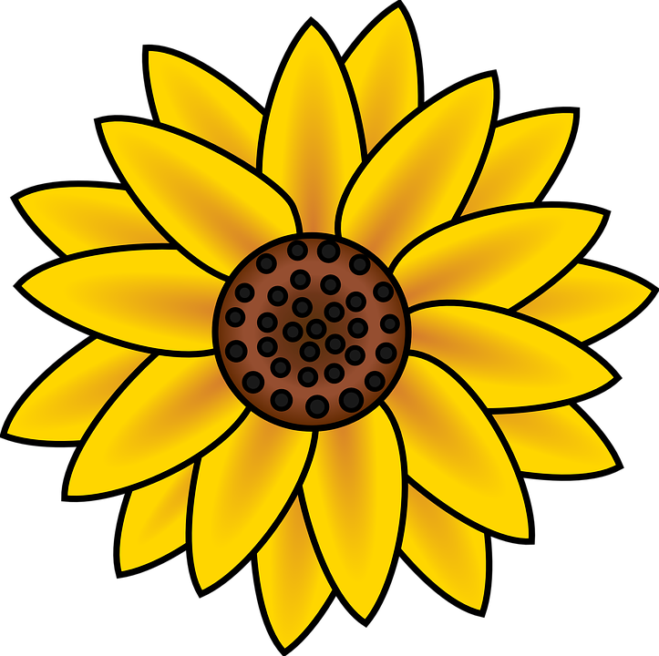 sunflower, blossom, petals