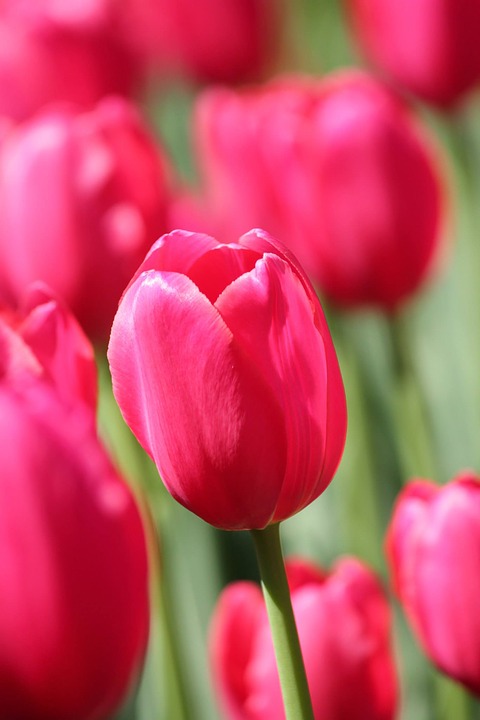 tulip, pink, flower