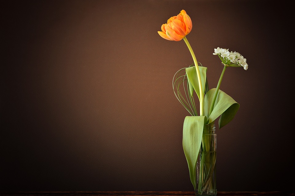 tulip, flower, orange