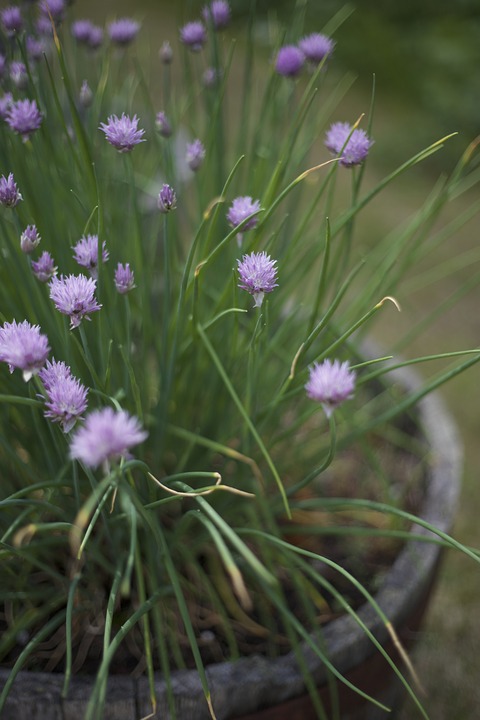 chive, blooming, flower